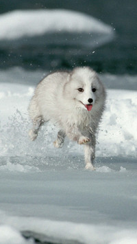 Snow elf arctic fox