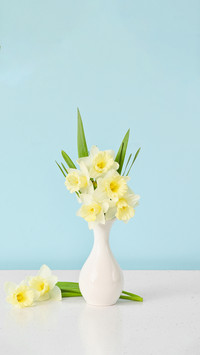 Vase with beautiful daffodils on table