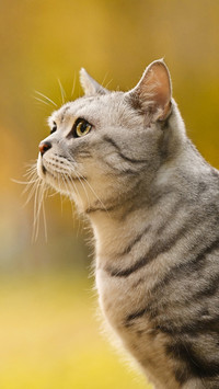 The profile of an american shorthair cat in the autumn