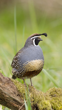 California quail callipepla californica canada