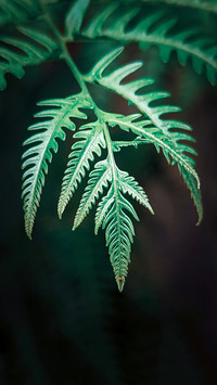 Macro green plants
