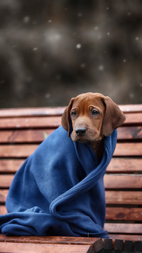 Are dogs afraid of the cold 19