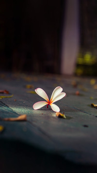 冷暖花语的秘密