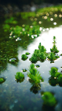 Wild aquatic plants
