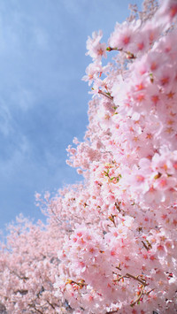 Cherry blossoms are in full bloom