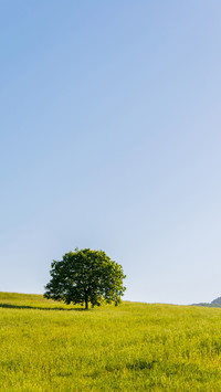 Green grass and blue sky