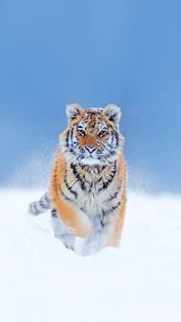 Tiger in wild winter nature with snowy face