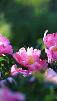 This type of flower is the best choice for ground