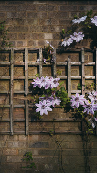Pink tie lian climbs on the garden wall