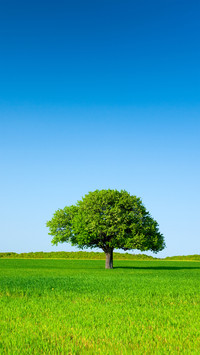 A lonely tree