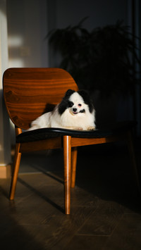 Little black and white spitz in the apartment