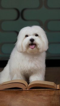 Dog113
