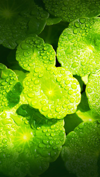 The pennywort covered with dewdrops