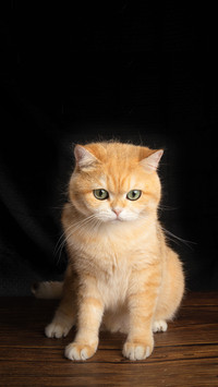 What to do if a cat catches a cold