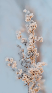 Winter frost-02