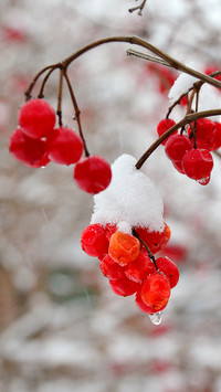 Winter wallpaper-04