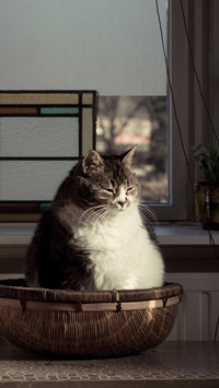 如何避免猫咪超重