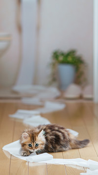 如何避免猫咪超重