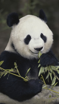 大熊猫喜欢吃什么