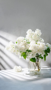 White Lilac flowers bouquet in a jug against