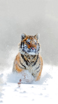 Mammal running in the snow