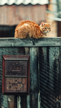 猫咪也会压抑