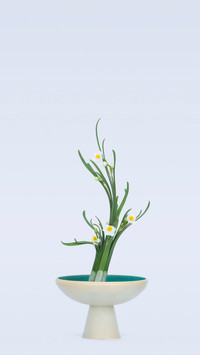 “凌波仙子”水仙花
