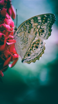 Butterfly (12)
