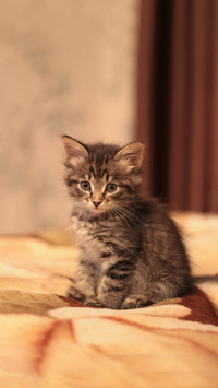 Pretty little kitty