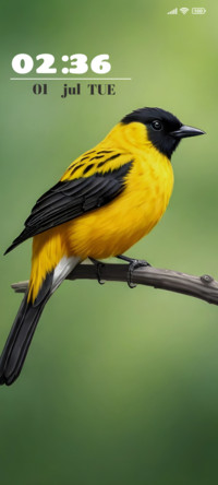 Bird Feathers