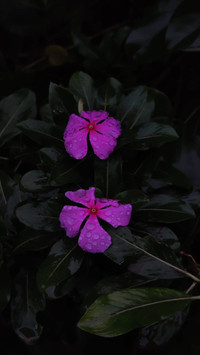 Pinkflow