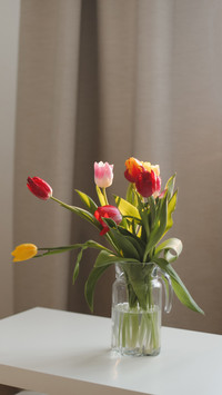 Tulips on a table in a glass vase on a sunny day