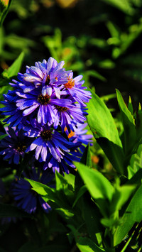 The beautiful scenery of flowers in the morning
