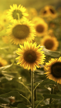 Sunflowers in Sun