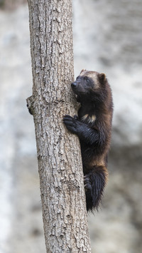 The prototype of wolverine is this product