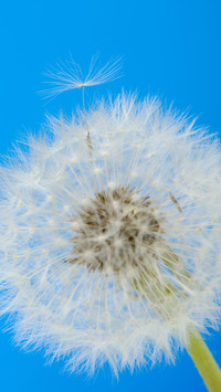 Spring scenery-16