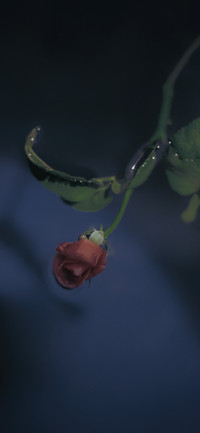 花事