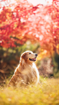 Why do dogs flip their stomachs