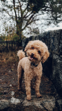 Puppy Love (12)