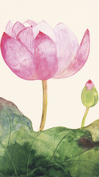 莲花有品