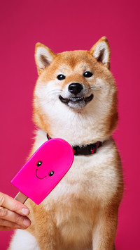 柴犬哪些特点招人喜欢