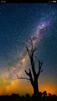 星空下的树