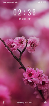 Pink-Blossoms_3MDS
