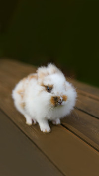 cute white rabbit with brown spots