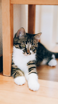 Cats may also lack a sense of security