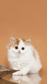 Fluffy gentle kitten on a brown background studio shooting