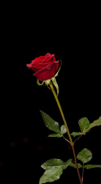 Red Roses (22)