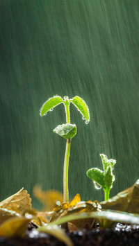 谷雨的自然意义