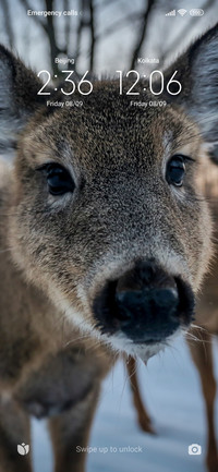 Deer