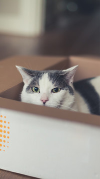 猫咪都是盒子控